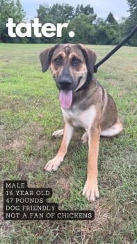Rescue Mixed Breed Dogs for Adoption in Ashland, Kentucky - Tater | PetCurious