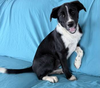 TILLY -  Border Collie Dog for Adoption in Chicopee, Massachusetts - TILLY | PetCurious