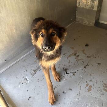 Owen -  German Shepherd Dog Dog for Adoption in Galax, Virginia - Owen | PetCurious