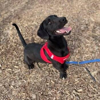 Dachshund and Labrador Retriever Dogs Available for Adoption - Jetson | PetCurious