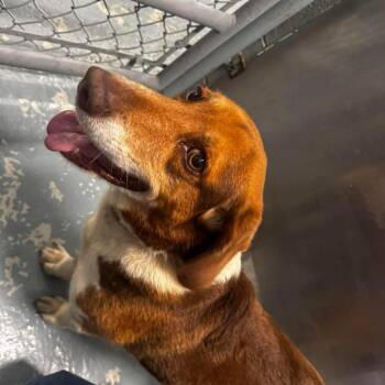 Walter -  Beagle and Basset Hound Dog for Adoption in Washington, District Of Columbia - Walter | PetCurious