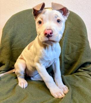 Mixed Breed Dogs Available for Adoption in Murphysboro, Illinois - Octavia | PetCurious