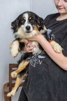 Rescue Australian Shepherd Dogs for Adoption in Chester Springs, Pennsylvania - Brodie | PetCurious