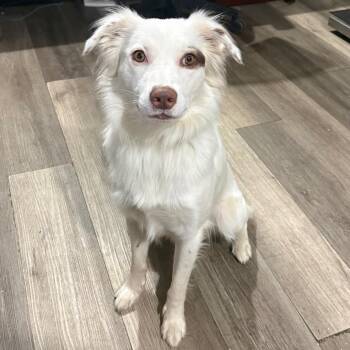 Dr Hook -  Collie and Mixed Breed Dog for Adoption in Wappingers Falls, New York - Dr Hook | PetCurious