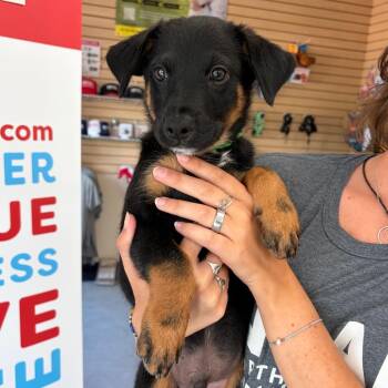 Morey -  Mixed Breed Dog for Adoption in Morristown, Vermont - Morey | PetCurious