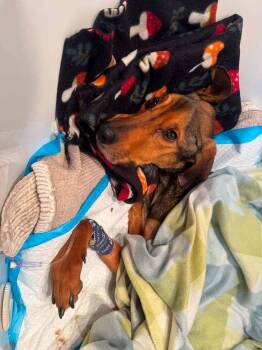 Shepherd Dogs Available for Adoption in New York, New York - Gabriel (GA) | PetCurious