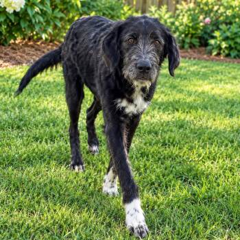 Max -  Irish Wolfhound and Mixed Breed Dog for Adoption in Baton Rouge, Louisiana - Max | PetCurious