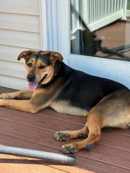 Macy -  Hound Dog for Adoption in Shiloh, Illinois - Macy | PetCurious
