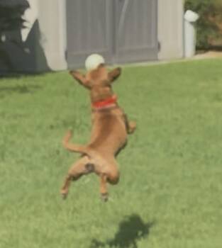 Meredith Grey -  Chihuahua Dog for Adoption in Houston, Texas - Meredith Grey | PetCurious