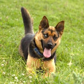 Heiley -  German Shepherd Dog and Australian Cattle Dog Blue Heeler Dog for Adoption in Morristown, New Jersey - Heiley | PetCurious