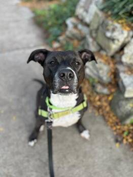 Rescue Mixed Breed Dogs for Adoption in Miamitown, Ohio - Tiffany | PetCurious