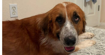 Rescue Anatolian Shepherd Dogs for Adoption in Pflugerville, Texas - Armando Rojo | PetCurious