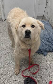 Toby -  Great Pyrenees and Mixed Breed Dog for Adoption in Kansas City, Missouri - Toby | PetCurious
