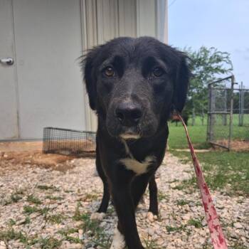 Sina -  Mixed Breed Dog for Adoption in Pauls Valley, Oklahoma - Sina | PetCurious