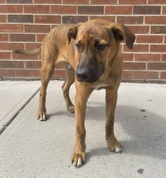 Luther -  Mountain Cur and Shepherd Dog for Adoption in Monroe, Louisiana - Luther | PetCurious
