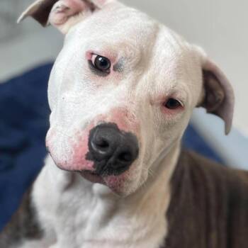 Ophelia -  Mixed Breed Dog for Adoption in Huntington, West Virginia - Ophelia | PetCurious