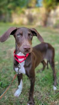 Rescue Weimaraner and Labrador Retriever Dogs for Adoption in Johnston, Iowa - Mitzi | PetCurious