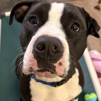 Good Girl -  Mixed Breed Dog for Adoption in Middletown, Rhode Island - Good Girl | PetCurious