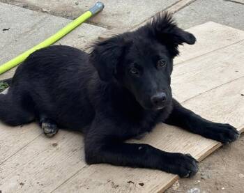 Smudge -  Labrador Retriever and Border Collie Dog for Adoption in Los Angeles, California - Smudge | PetCurious