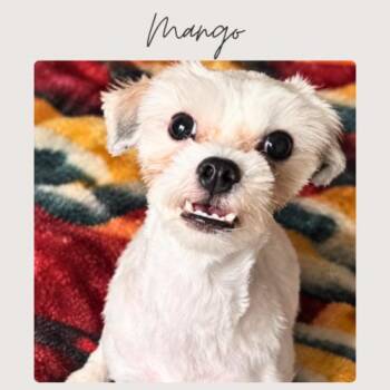 MANGO -  Terrier and Mixed Breed Dog for Adoption in San Juan Capistrano, California - MANGO | PetCurious