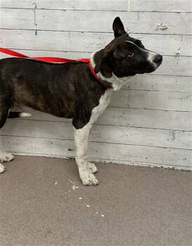 Rescue Pit Bull Terrier and Mixed Breed Dogs for Adoption in San Bernardino, California - PATRICIO | PetCurious