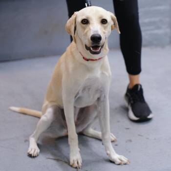 Steel Magnolia -  Labrador Retriever Dog for Adoption in New York, New York - Steel Magnolia | PetCurious