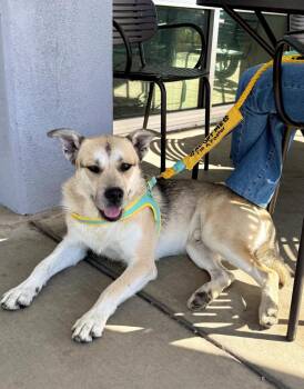 Romi -  Shepherd and Terrier Dog for Adoption in Los Angeles, California - Romi | PetCurious