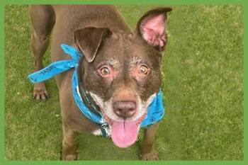 Rescue Labrador Retriever and American Staffordshire Terrier Dogs for Adoption in Amherst, Massachusetts - Chocolate | PetCurious