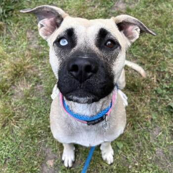 Shepherd and Mixed Breed Dogs Available for Adoption in Chesapeake, Virginia - Bonnie | PetCurious