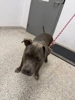 Porkchop -  Terrier and Mixed Breed Dog for Adoption in Gastonia, North Carolina - Porkchop | PetCurious