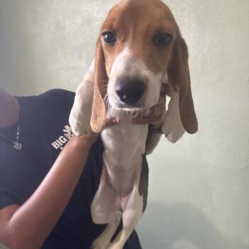 BGE6 7914 -  Beagle Dog for Adoption in Loxahatchee Groves, Florida - BGE6 7914 | PetCurious