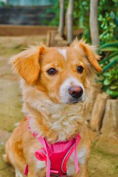 Corgi and Cocker Spaniel Dogs Available for Adoption - Queenie | PetCurious