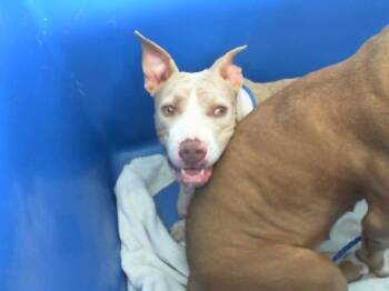 Rescue Mixed Breed Dogs for Adoption in Dallas, Texas - BABYGIRL | PetCurious