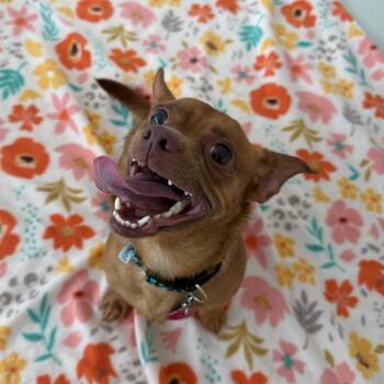 Yorkshire Terrier and Chihuahua Dogs Available for Adoption in Warwick, Rhode Island - Focaccia | PetCurious