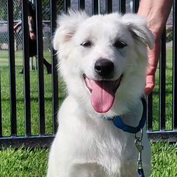 Guppy -  Great Pyrenees Dog for Adoption in Piedmont, California - Guppy | PetCurious