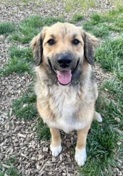 Sadie -  Shepherd Dog for Adoption in Pacific, Missouri - Sadie | PetCurious
