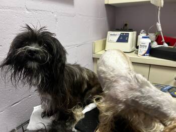 Rescue Shih Tzu and Yorkshire Terrier Dogs for Adoption - Wanda | PetCurious