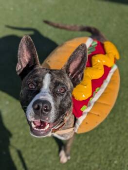 Rescue Shepherd Dogs for Adoption in Elyria, Ohio - Gourdy | PetCurious