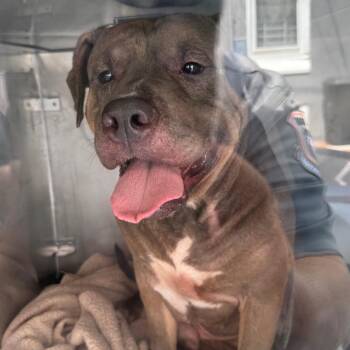 Boogie -  Pit Bull Terrier Dog for Adoption in Philadelphia, Pennsylvania - Boogie | PetCurious