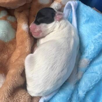 Shih Tzu Dogs Available for Adoption in Aberdeen, North Carolina - Hoppy | PetCurious