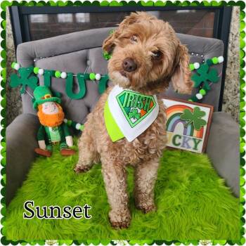 Cockapoo Dogs Available for Adoption - Sunset D10682 | PetCurious