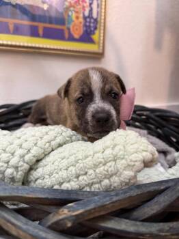 Pit Bull Terrier and Staffordshire Bull Terrier Dogs Available for Adoption in Friendswood, Texas - Hazel Rainbow | PetCurious