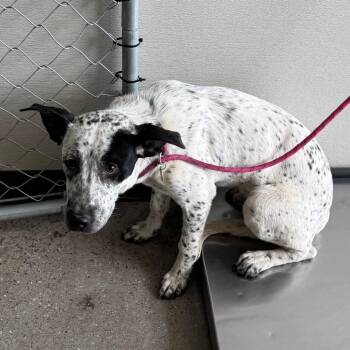 107967 -  Mixed Breed Dog for Adoption in Las Cruces, New Mexico - 107967 | PetCurious
