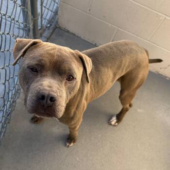 Zeus -  Pit Bull Terrier Dog for Adoption in Reno, Nevada - Zeus | PetCurious
