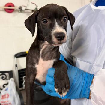 Blaise -  Boxer and Mixed Breed Dog for Adoption in Edinburg, Texas - Blaise | PetCurious