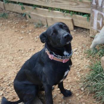 Dora -  Australian Shepherd and Black Labrador Retriever Dog for Adoption in Duck River, Tennessee - Dora | PetCurious