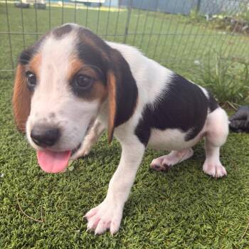 Delta -  Hound and Mixed Breed Dog for Adoption in Jupiter, Florida - Delta | PetCurious
