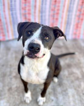 Pit Bull Terrier Dogs Available for Adoption - Odie | PetCurious
