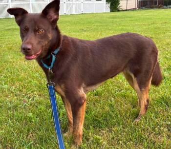 Dolly -  Doberman Pinscher and Shepherd Dog for Adoption in Orland Park, Illinois - Dolly | PetCurious