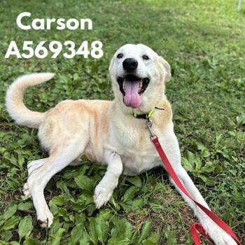 CARSON -  Labrador Retriever and Mixed Breed Dog for Adoption - CARSON | PetCurious